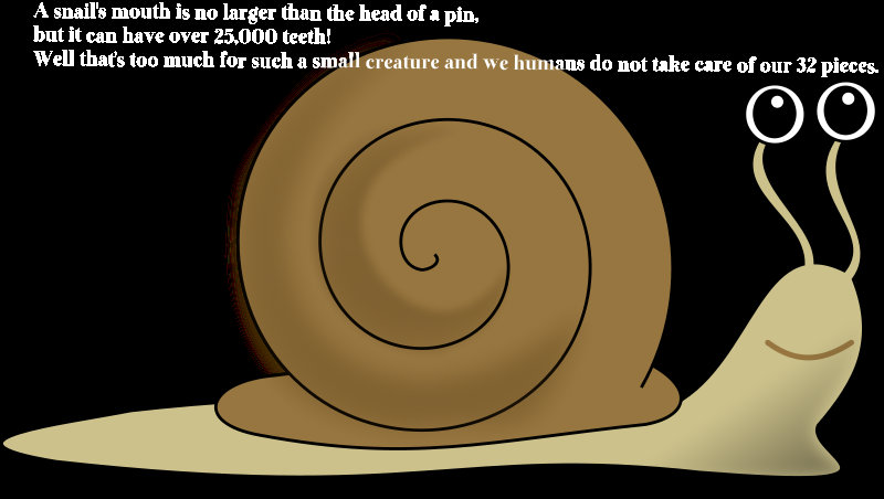 snail image